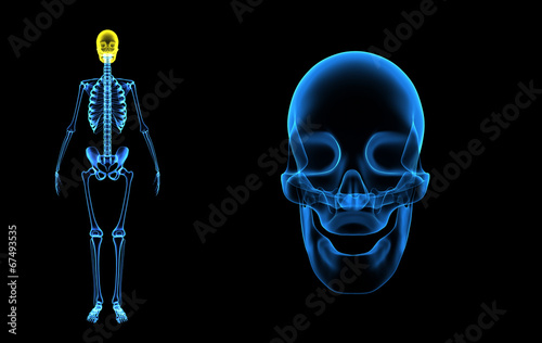 Human Skull