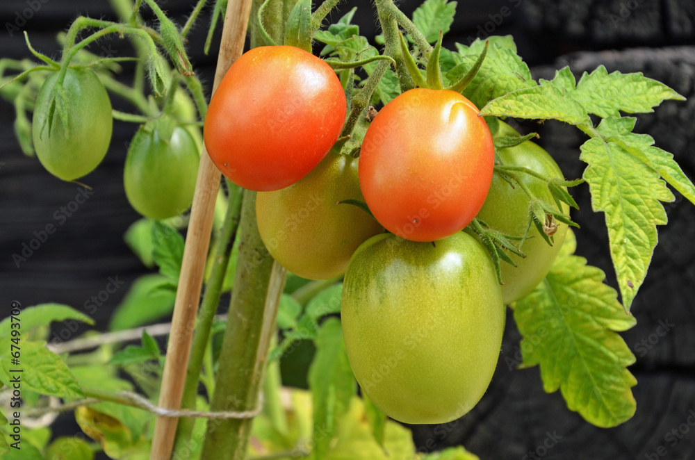 tomatenpflanze