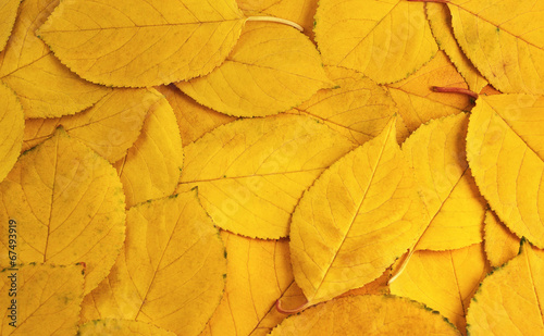 The background of yellow leaves