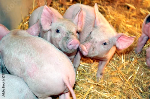 Fototapeta piglets