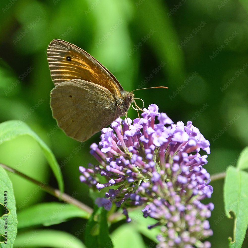 schmetterling