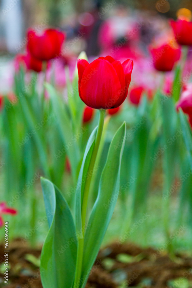 Red Tulips with bokeh