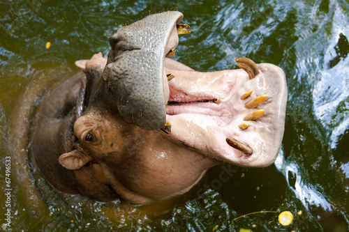 Wild hippopotamus swimming in the water.
