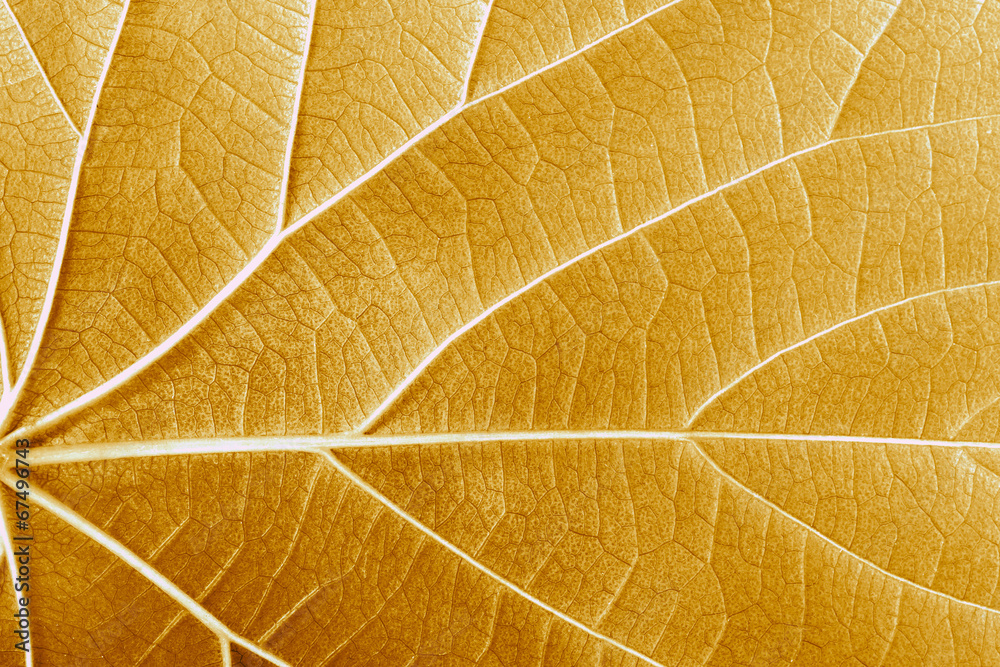 Obraz premium leaves texture