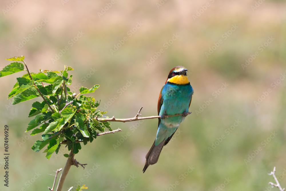 Fototapeta premium european bee eater (Merops Apiaster)
