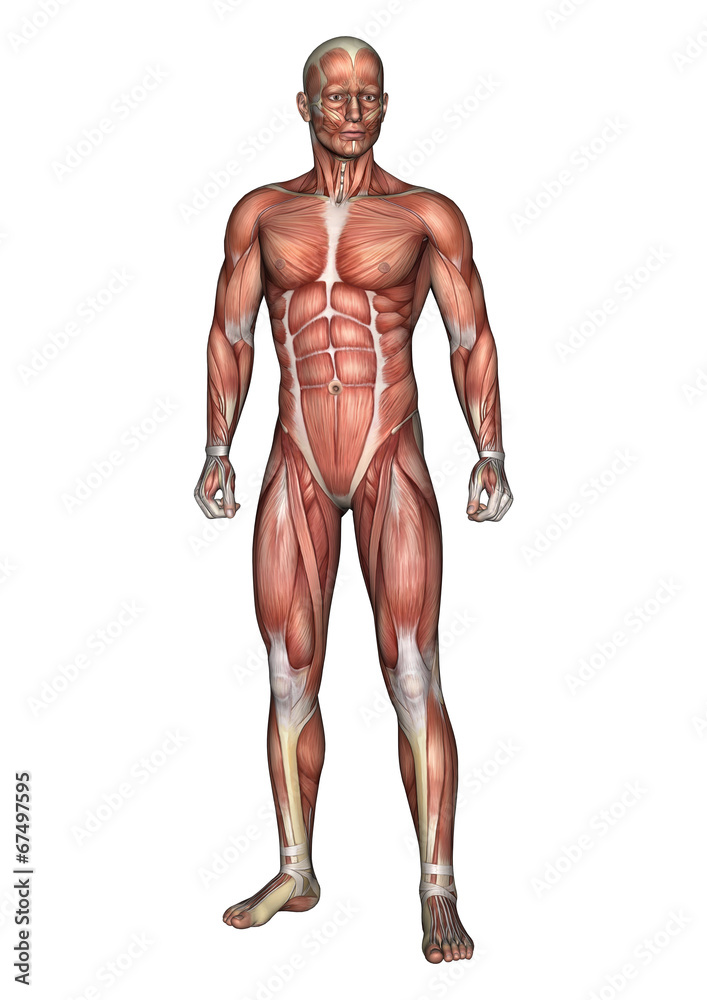 Male Anatomy Figure Male Anatomy Figure