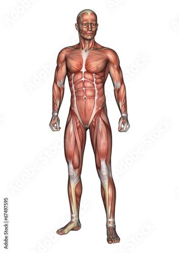 Male Anatomy Figure