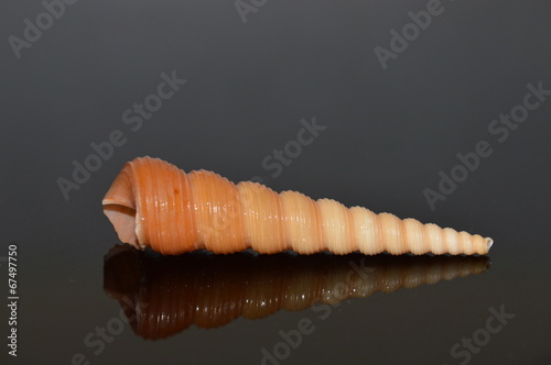 coquillage