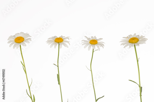 four fragile delicate daisies