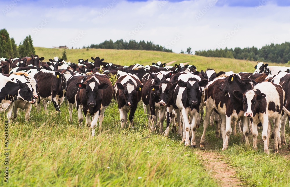 calves on pasture