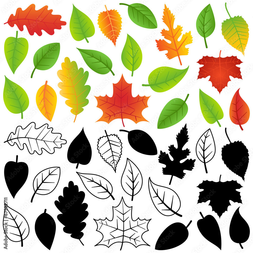 Fototapeta premium Vector Collection of Green, Autumn, Silhouettes and Outline Leav