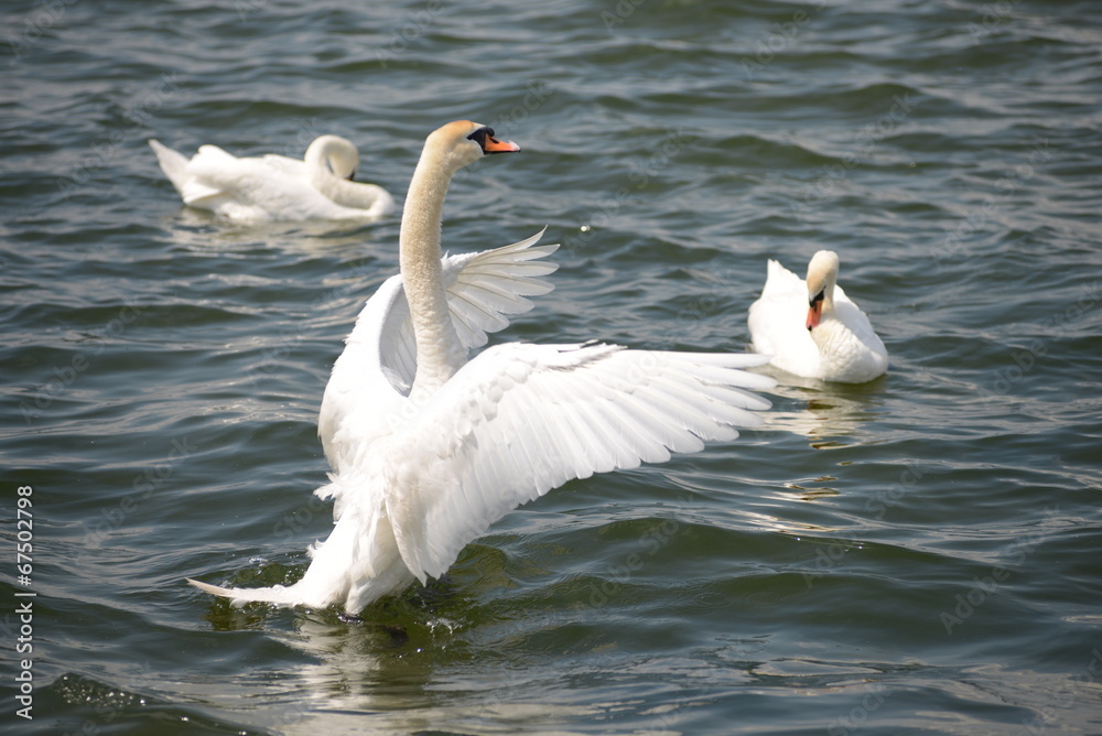 schwimmender Schwan im Flügelschlag schwimmender Schwan im Flügelschlag