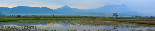 Panoramic view of a paddy field at Sabah, Malaysia, Borneo
