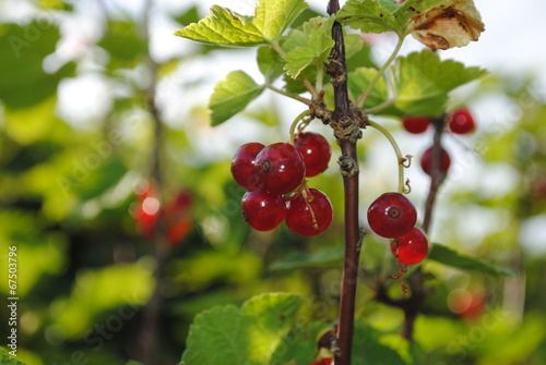 reife Johannisbeeren