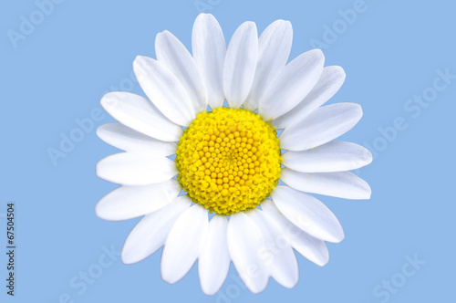 Fototapeta Naklejka Na Ścianę i Meble -  isolated chamomile with blue background