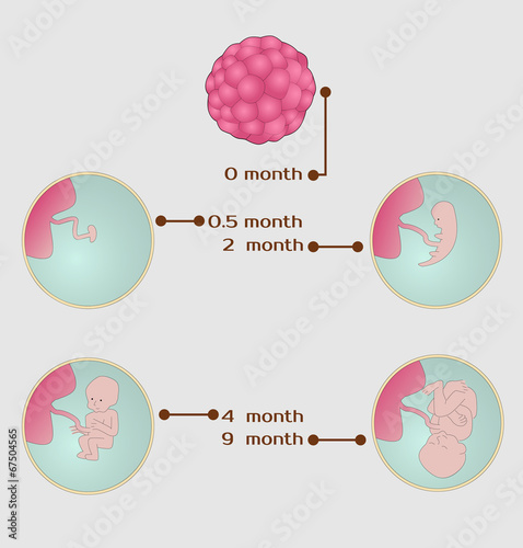 stages of pregnancy