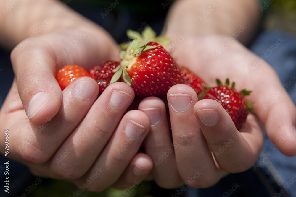 Offering some strawberries.