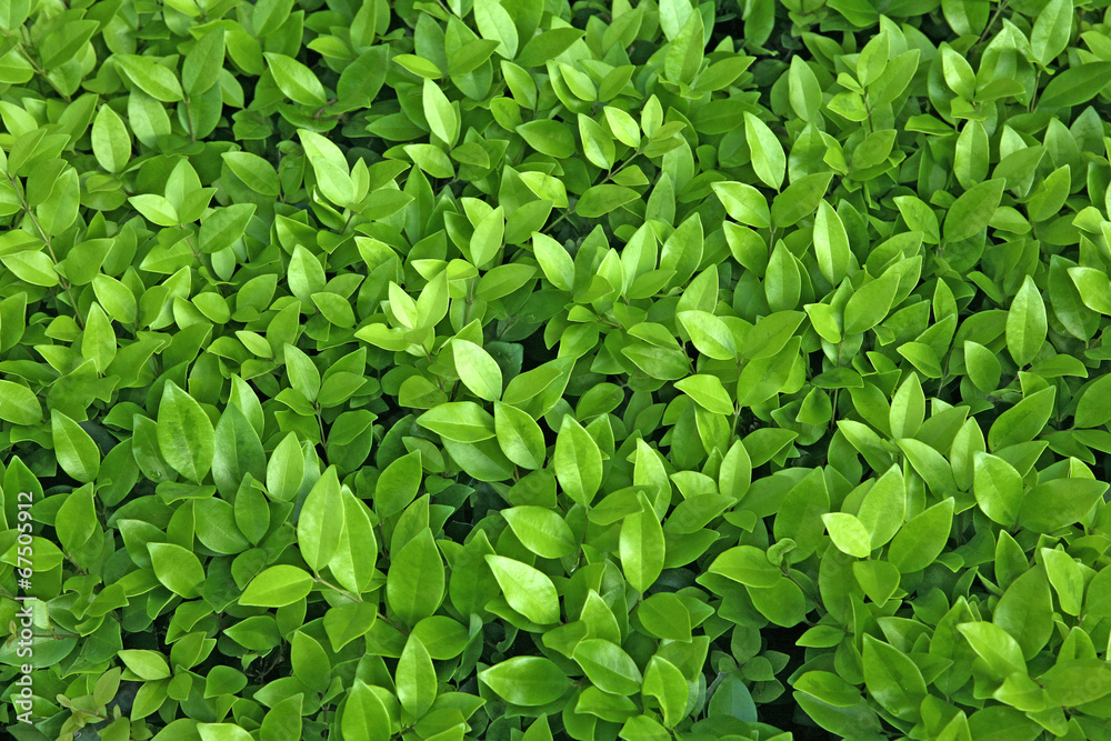 Lime Green leaf background Lime Green leaf background