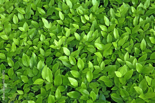 Lime Green leaf background