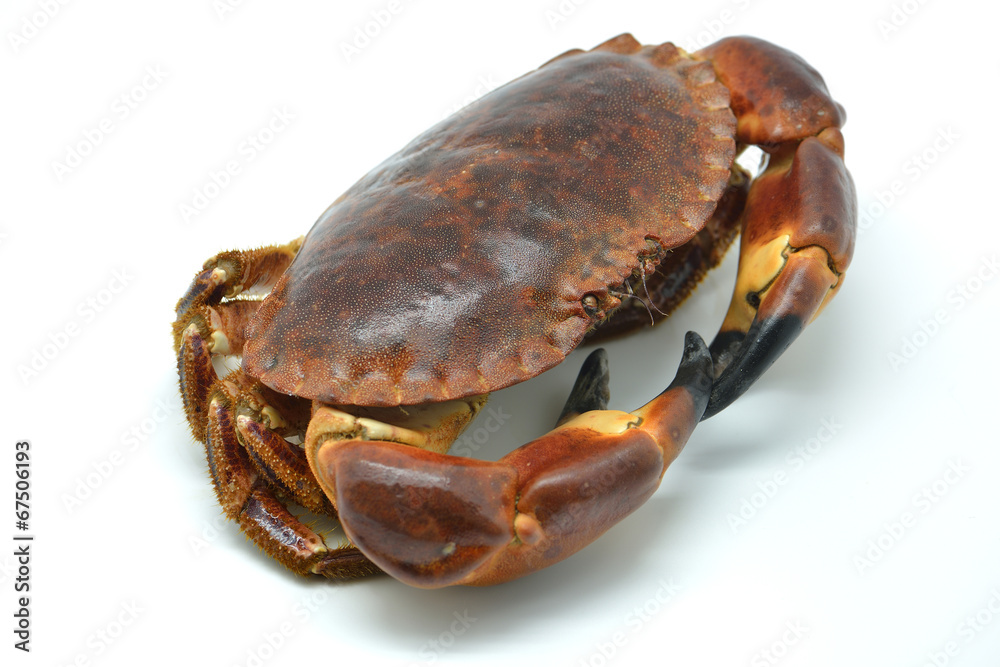 Shellfish: raw crab isolated in white Shellfish: raw crab isolated in white