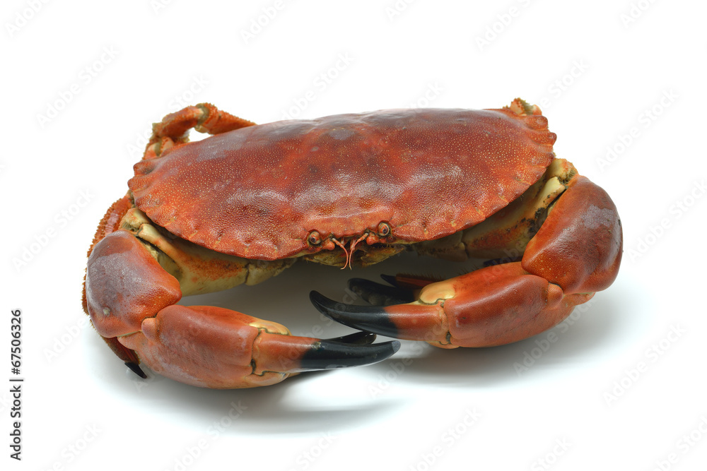 Shellfish: cooked crab isolated in white Shellfish: cooked crab isolated in white