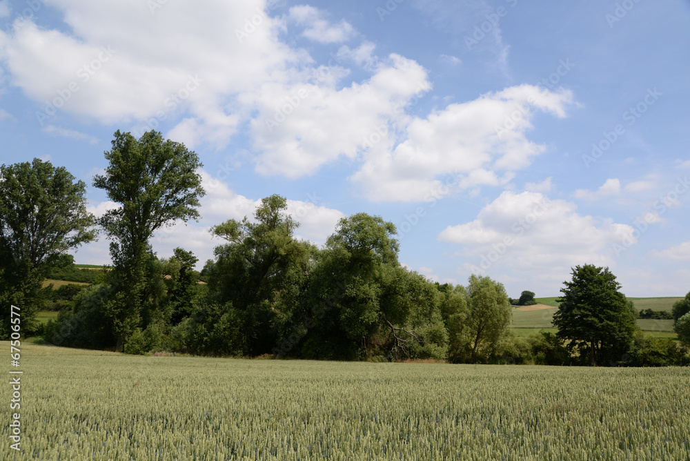 Fototapeta premium Getreidefeld