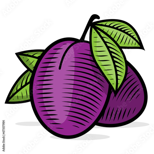 Plum engraving vintage color illustration