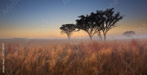 Cold cloudless morning sunrise with trees, brown grass and fog