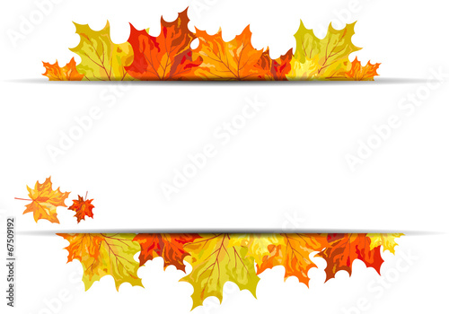 Autumn maple background