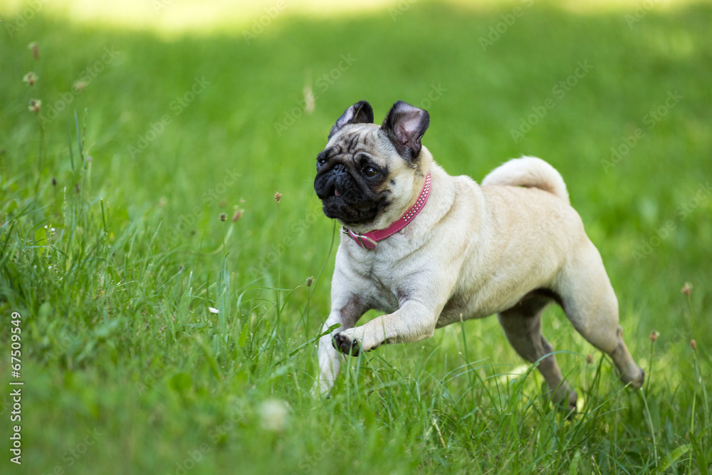 Glücklicher Mops