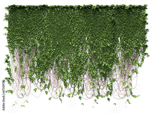 Valokuva Growing ivy leaves isolated on a white background