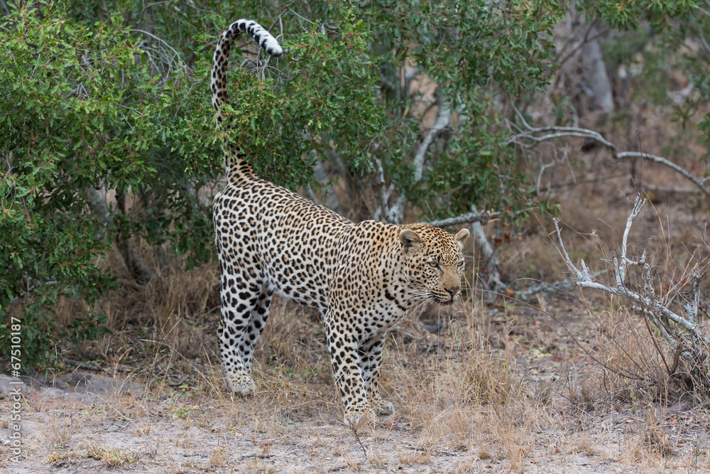 Obraz premium Big male leopard walking in nature to mark his territory