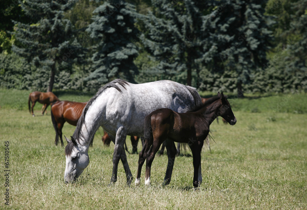 Thoroughbred mare and foal in pasture following mother. Thoroughbred mare and foal in pasture following mother.