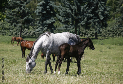 Thoroughbred mare and foal in pasture following mother.