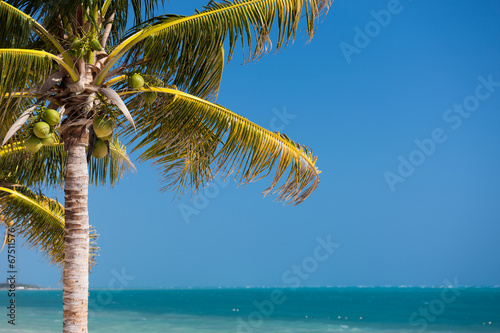 palm tree over blue sky with white clouds