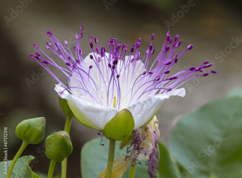 Bilde på lerret Capparis spinosa