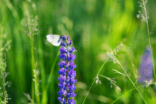 Beautiful white butterfly on blue lupine © MNStudio