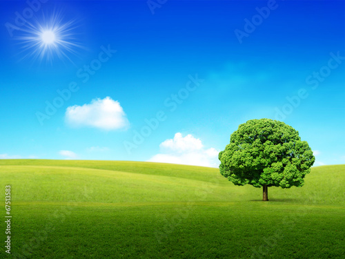 Sunny and green meadow background