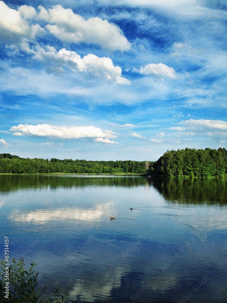  lake landscape with ducks