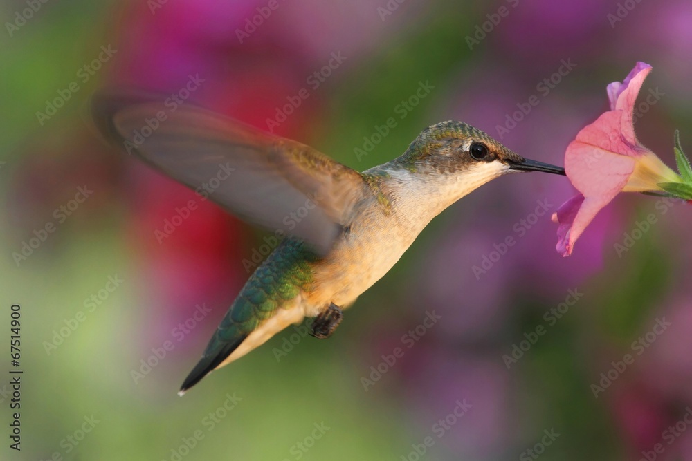 Fototapeta premium Ruby-throated Hummingbird
