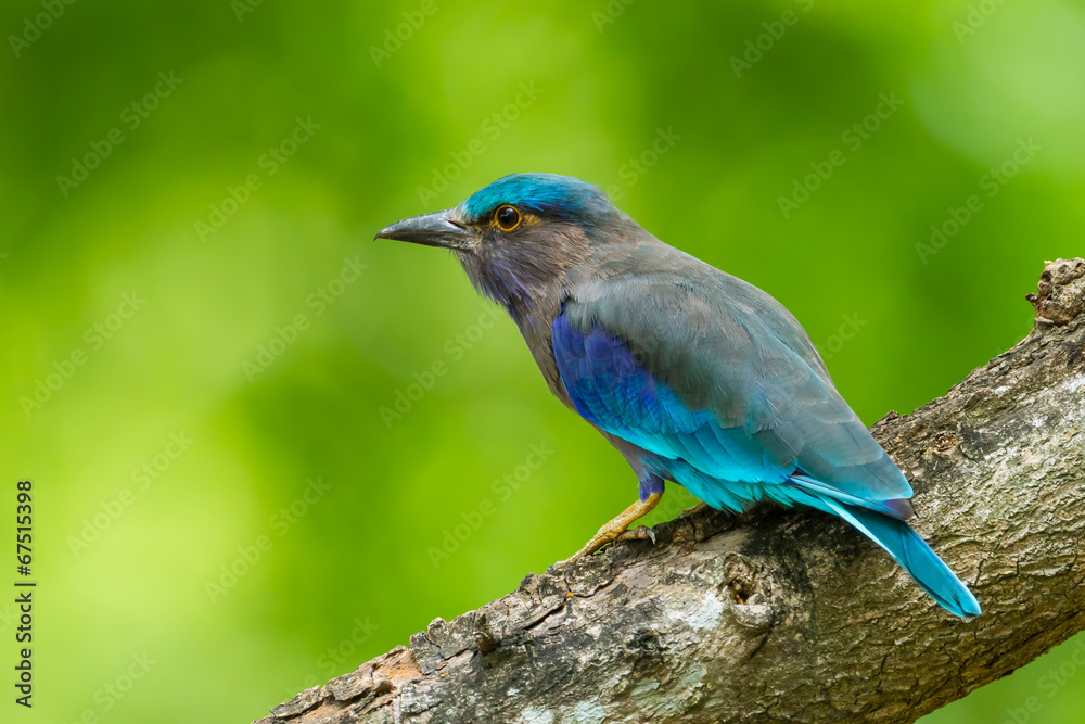 Side view of Indian roller(Coracias benghalensis) Side view of Indian roller(Coracias benghalensis)