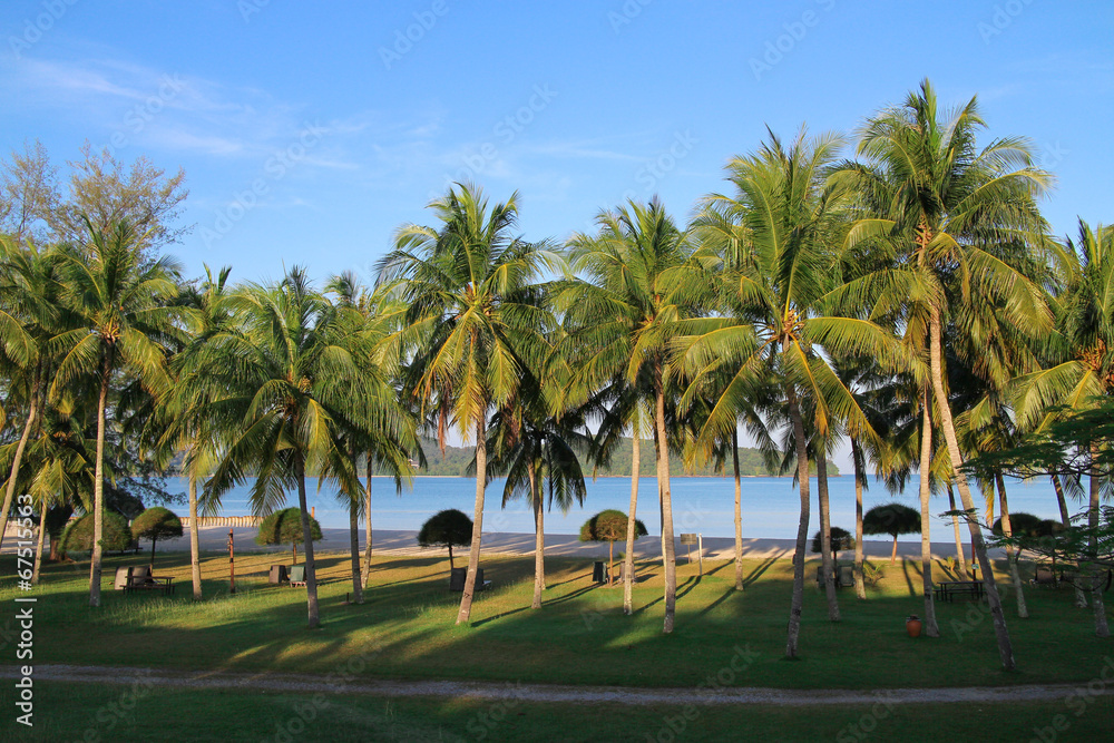 椰子の木　ランカウイ島