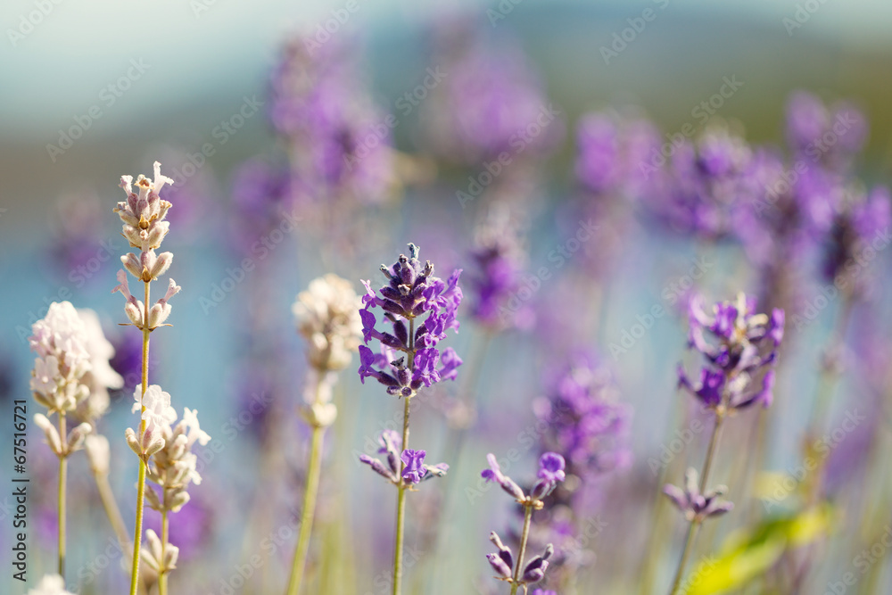 Lavender Flowers in bright day light during summer Lavender Flowers in bright day light during summer
