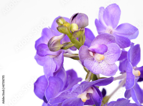 beautiful blooming orchid isolated © anankkml