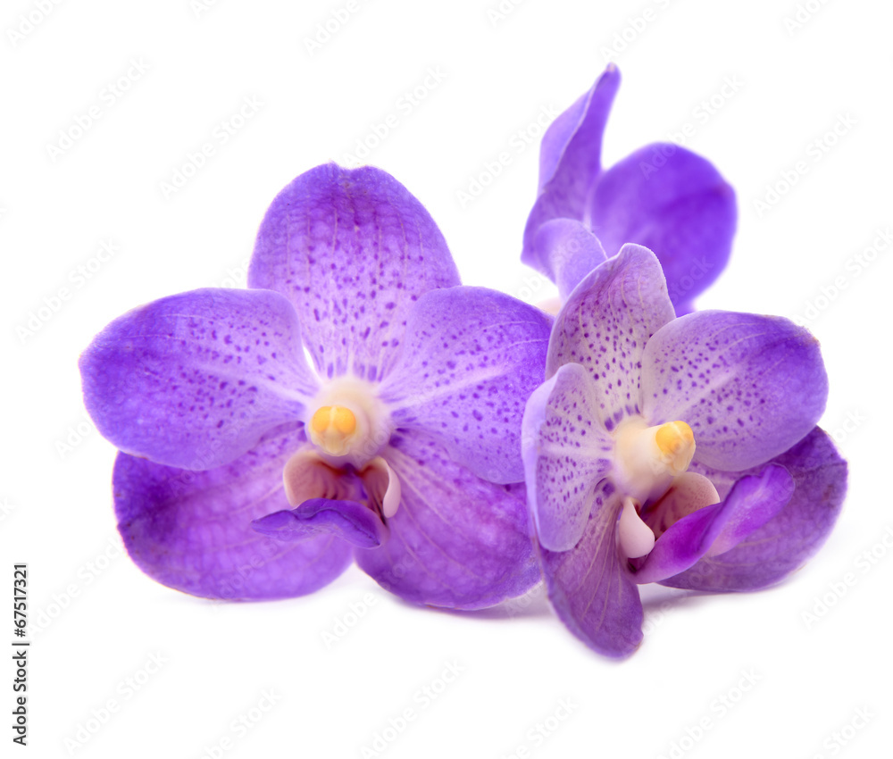 beautiful blooming orchid beautiful blooming orchid