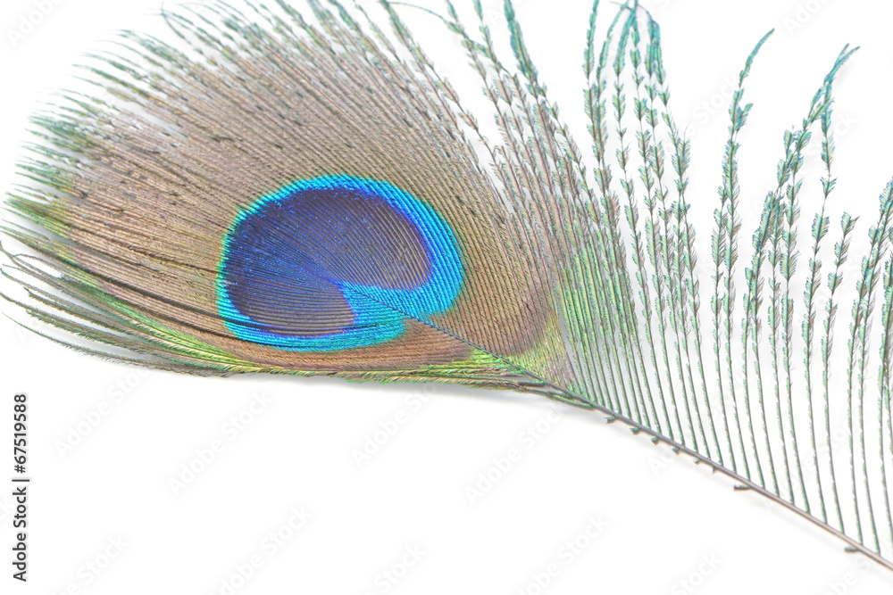Fototapeta premium green Peacock feathers