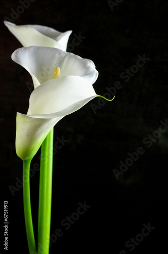 Canvastavla Calla lilies
