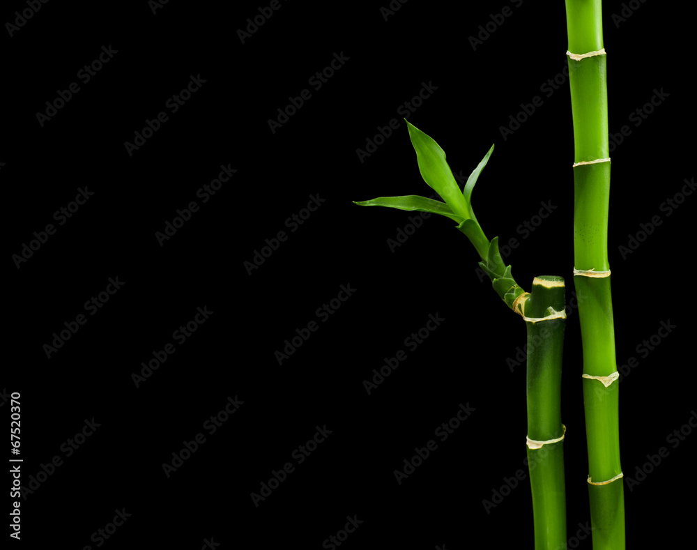 Obraz premium Fresh bamboo isolated on black background