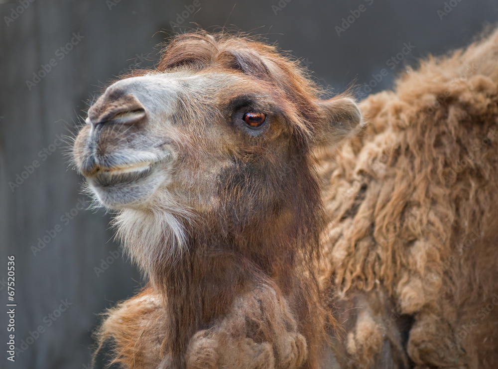 Fototapeta premium Бедный но гордый