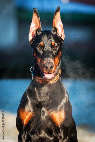 Portrait of doberman pincher
